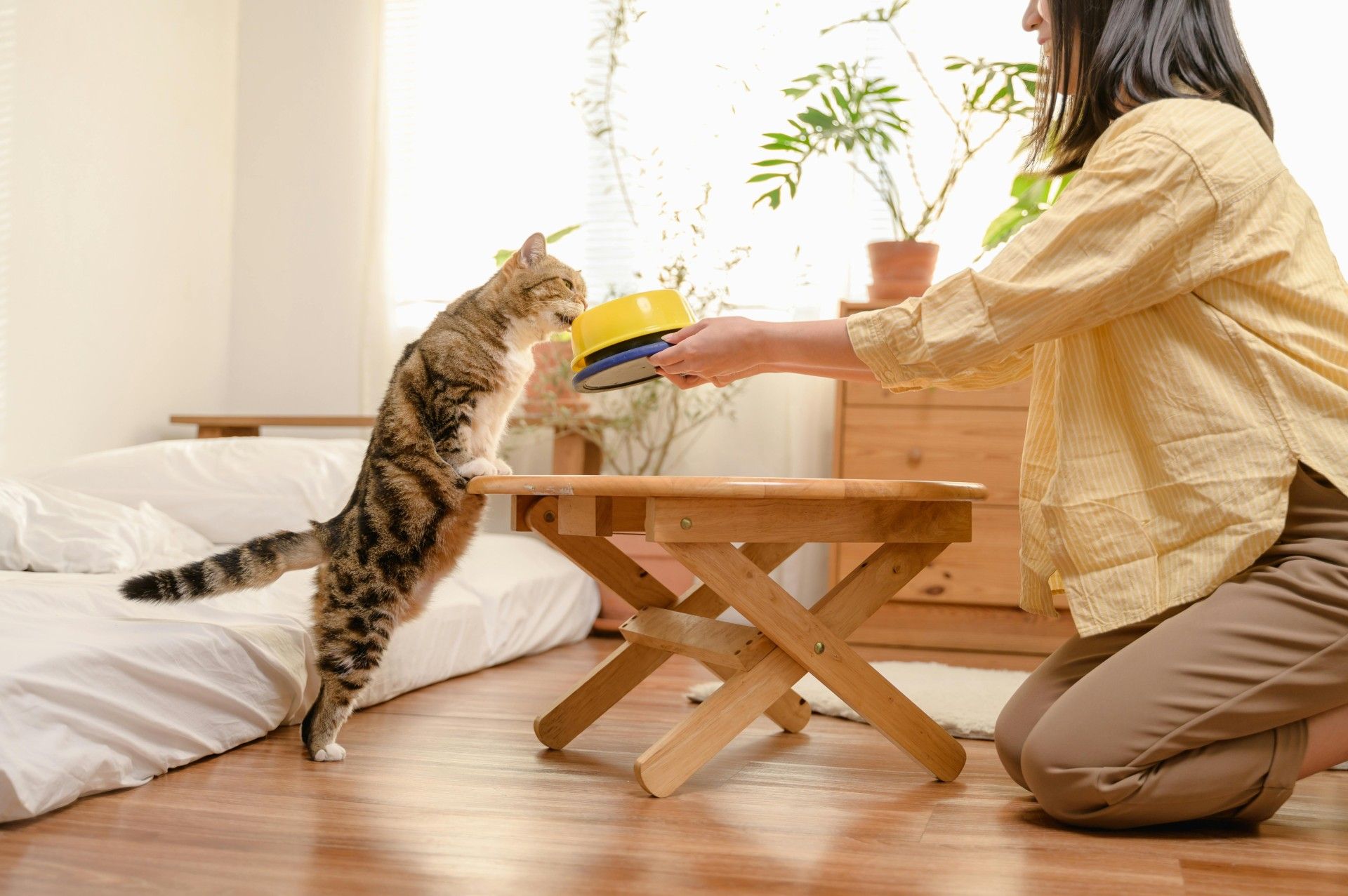 Pienso seco vs comida húmeda gatos