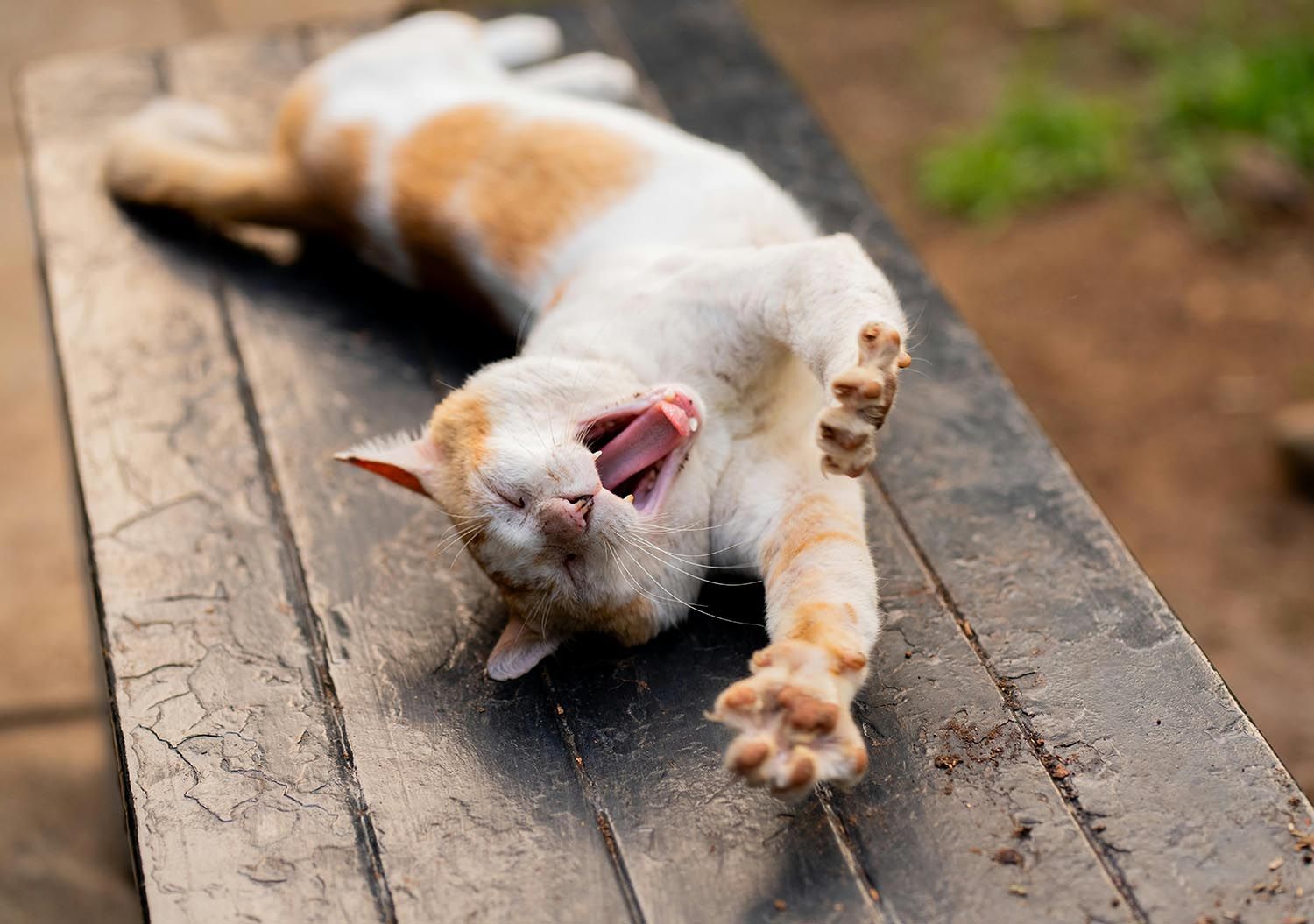 Por qué los gatos duermen de lado