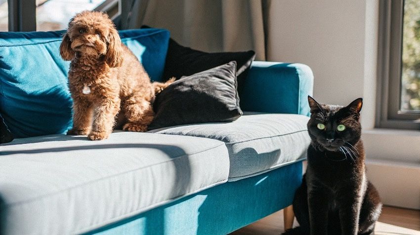 Mascota feliz en casa tras visita al veterinario con seguro Musky