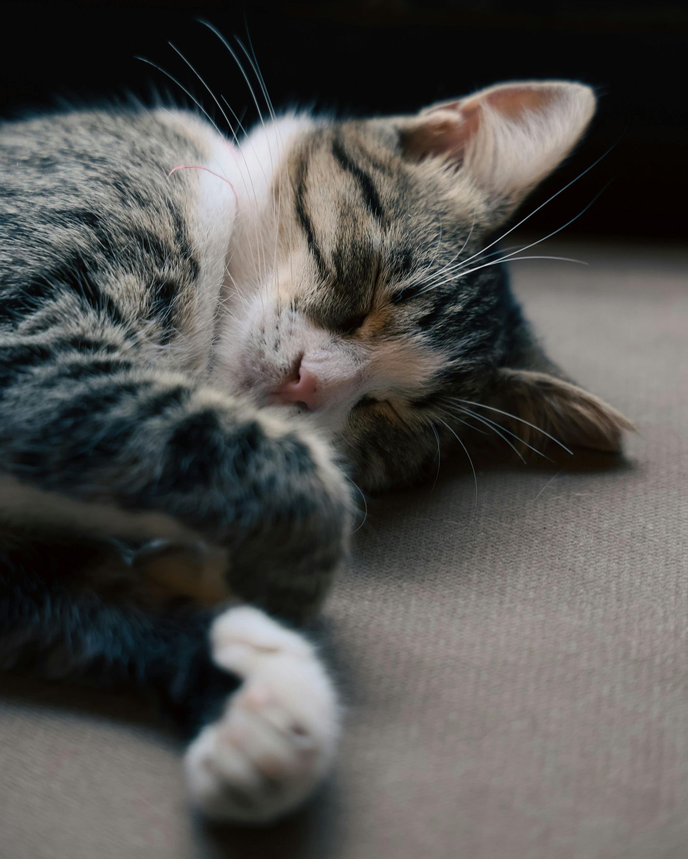 Seguro veterinario para gatos