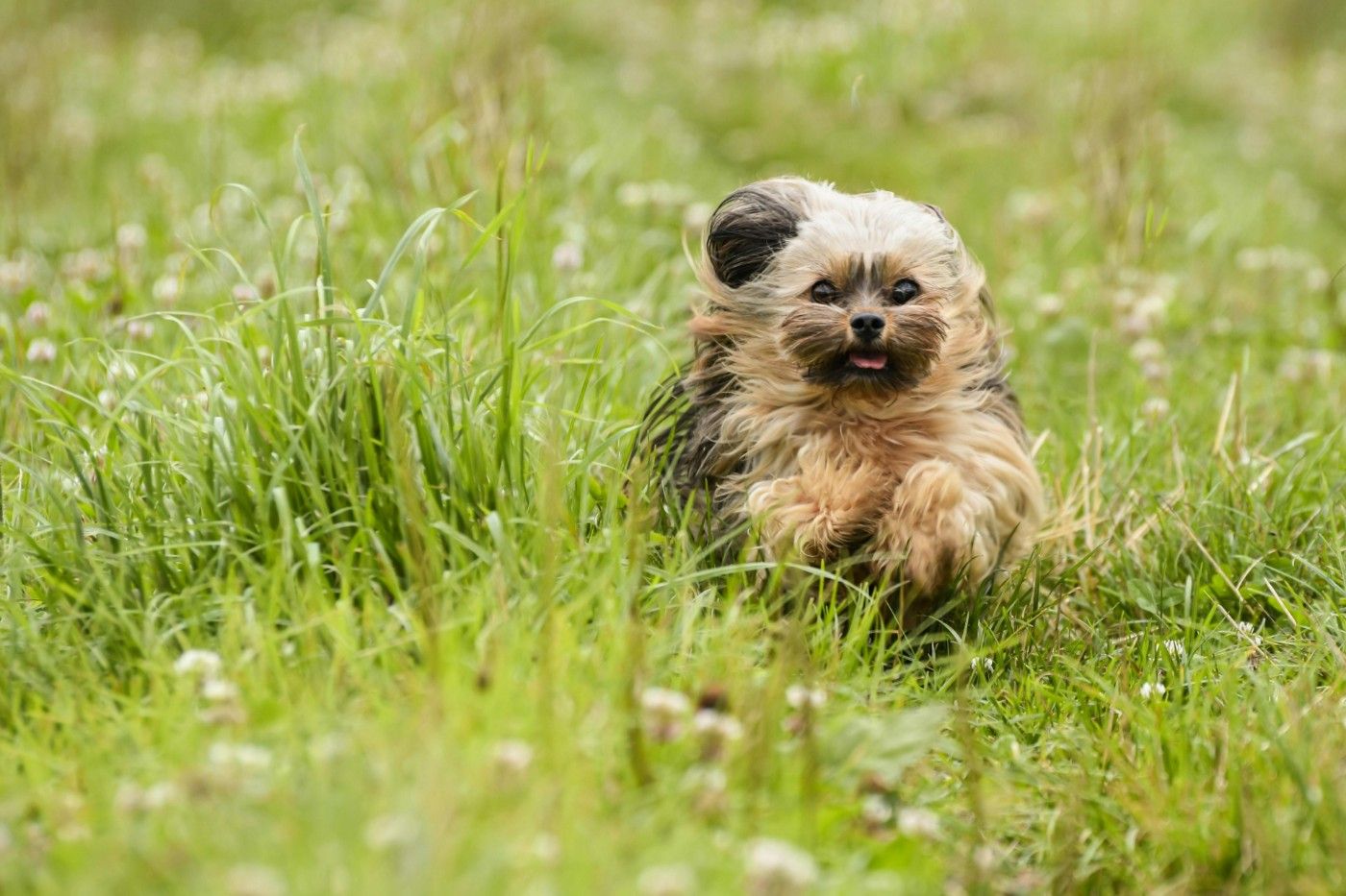 Yorkshire Terrier salud