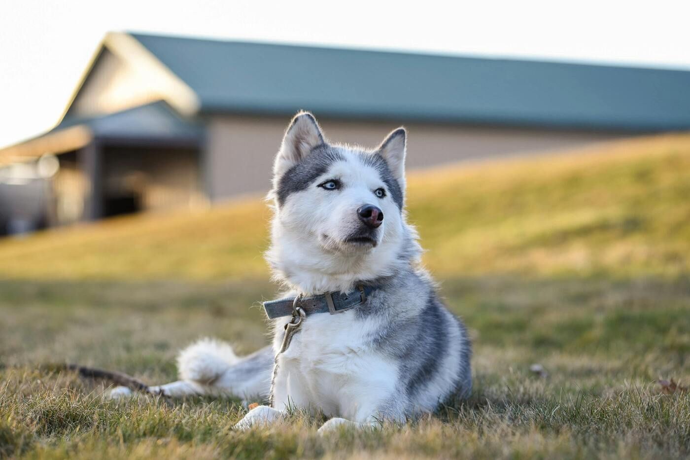 Los Husky Siberiano necesitan actividades que mantengan su mente activa y su cuerpo ocupado
