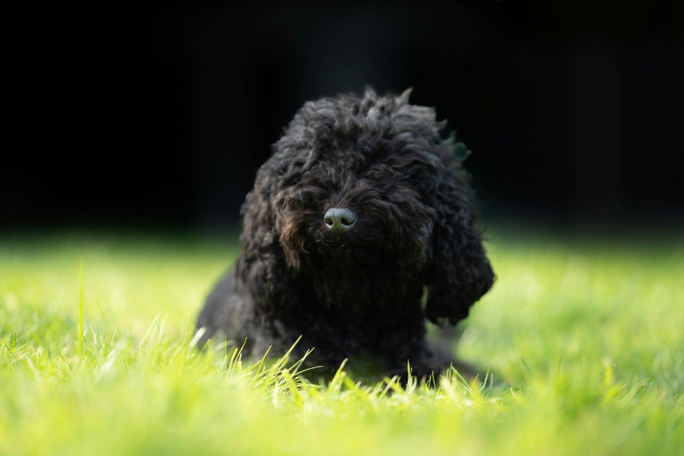 El cuidado dental desde cachorros es muy importante en el Caniche Toy