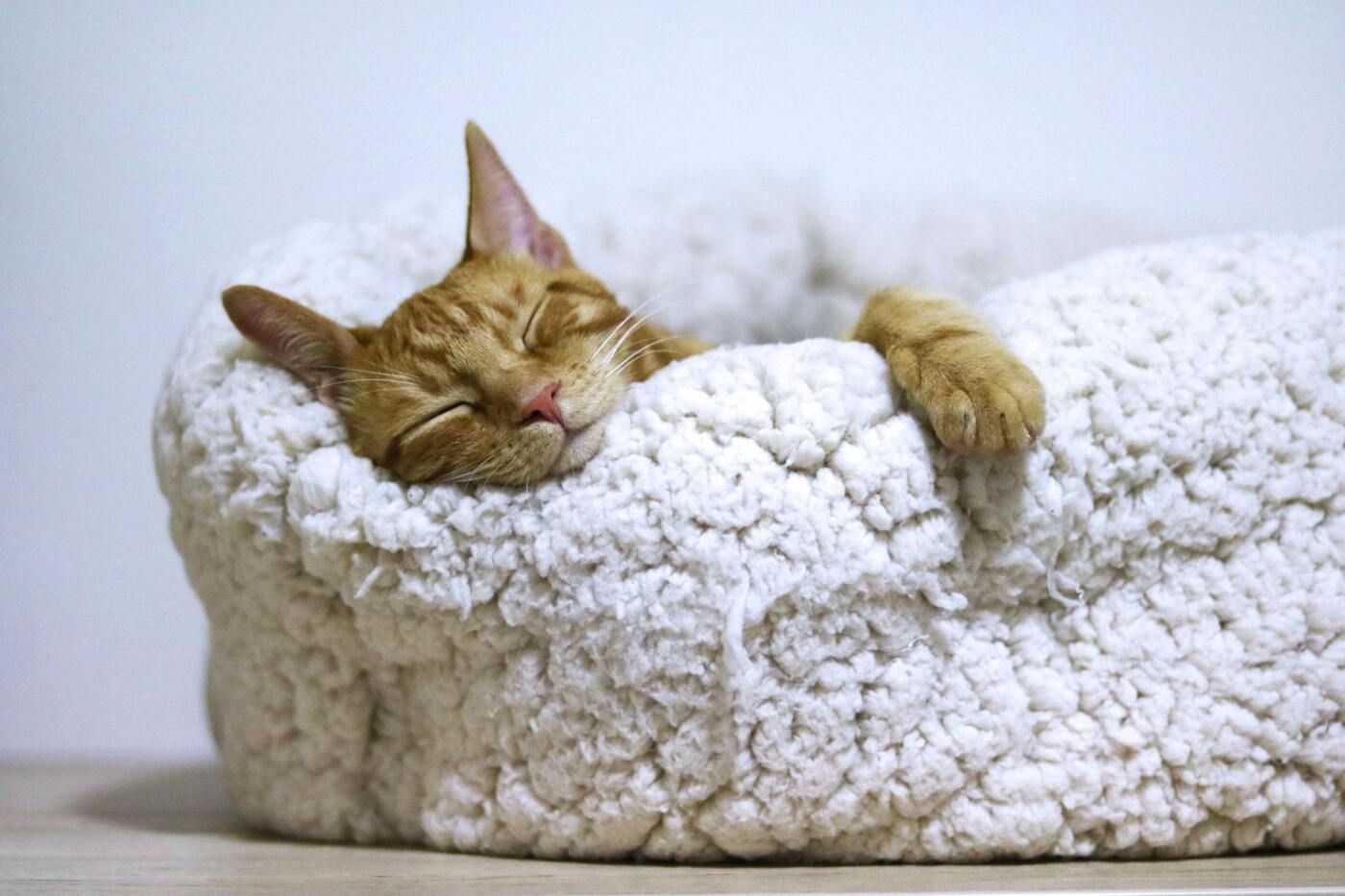 Ofrece zonas seguras en casa donde tu gato pueda descansar sin ser molestado