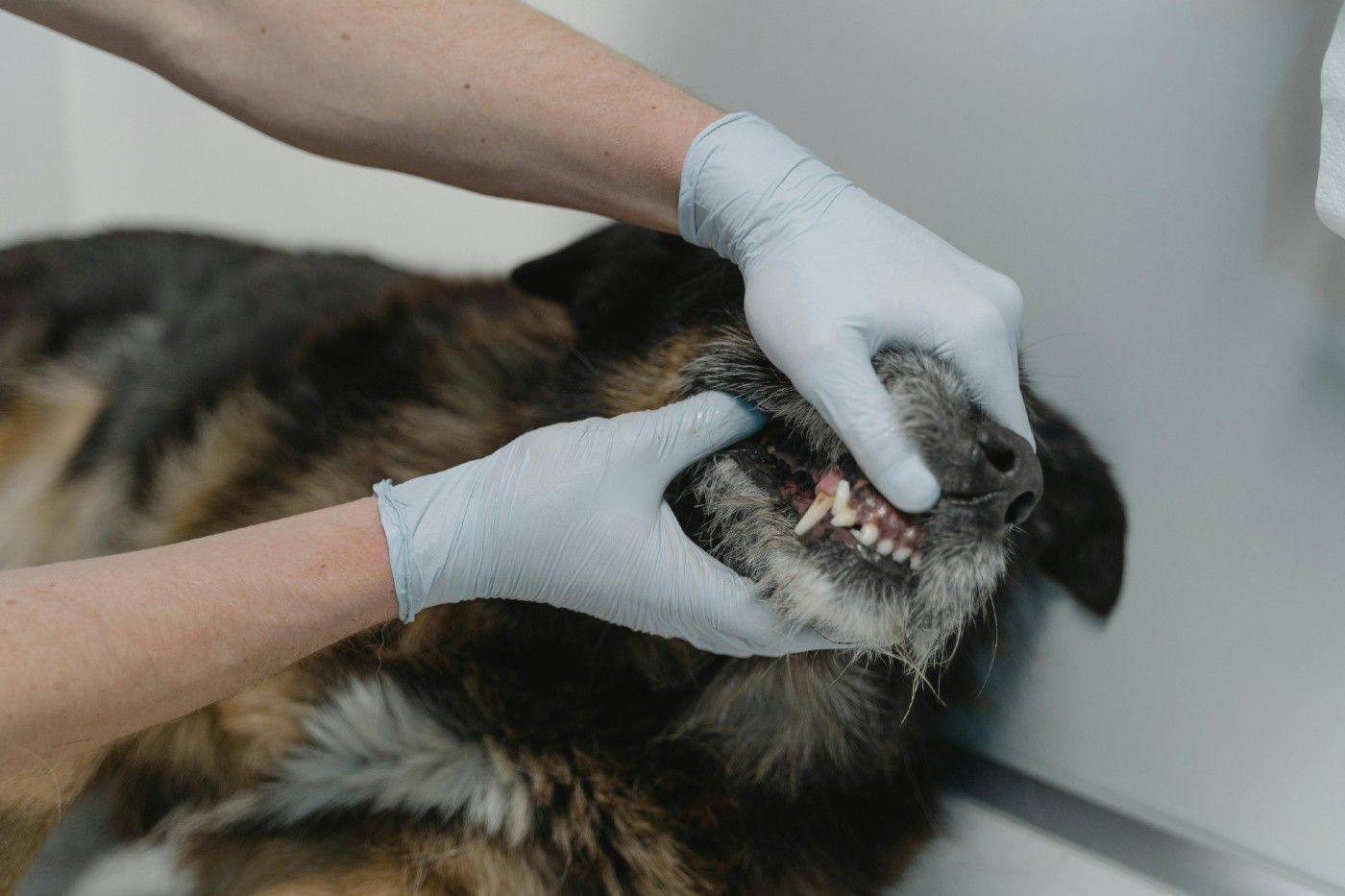 Una buena salud dental no solo mejora la calidad de vida de tu perro, sino que también previene enfermedades que pueden afectar su corazón, hígado o riñones. Una buena salud dental no solo mejora la calidad de vida de tu perro, sino que también previene enfermedades que pueden afectar su corazón, hígado o riñones.