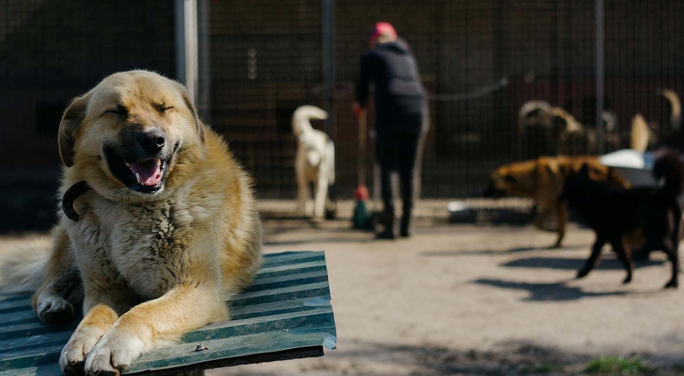 Perro dentro de protectora con jaulas y compañeros esperando un hogar definitivo Perro dentro de protectora con jaulas y compañeros esperando un hogar definitivo