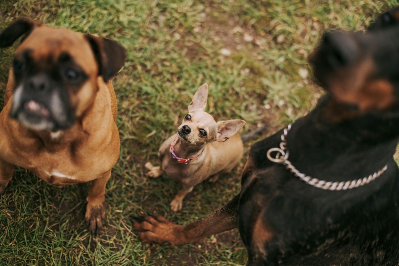 El signo más característico es una tos en el perro seca, ronca y repetitiva El signo más característico es una tos en el perro seca, ronca y repetitiva