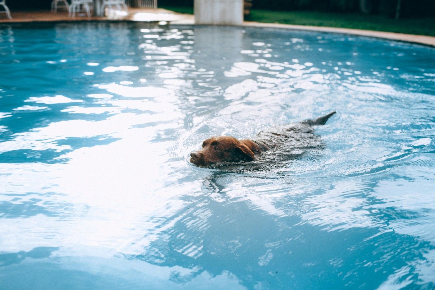 La natación canina o la fisioterapia acuática son excelentes opciones si tienes acceso a un centro especializado La natación canina o la fisioterapia acuática son excelentes opciones si tienes acceso a un centro especializado