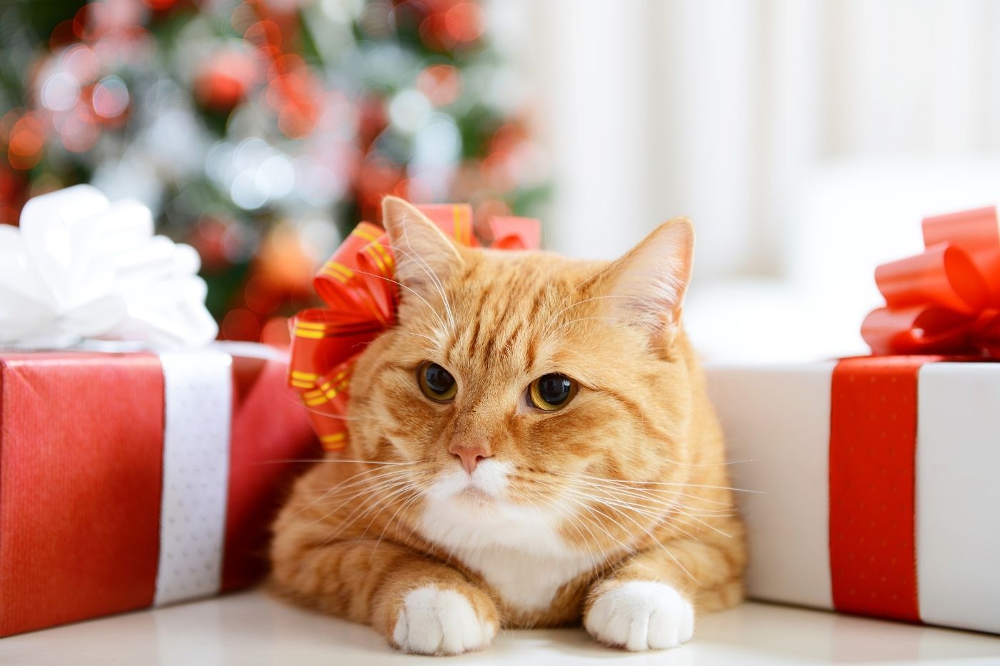 Una sesión fotográfica con tu gato es un recuerdo único para inmortalizar esa conexión tan especial con él. Gato rodeado de regalos de Navidad
