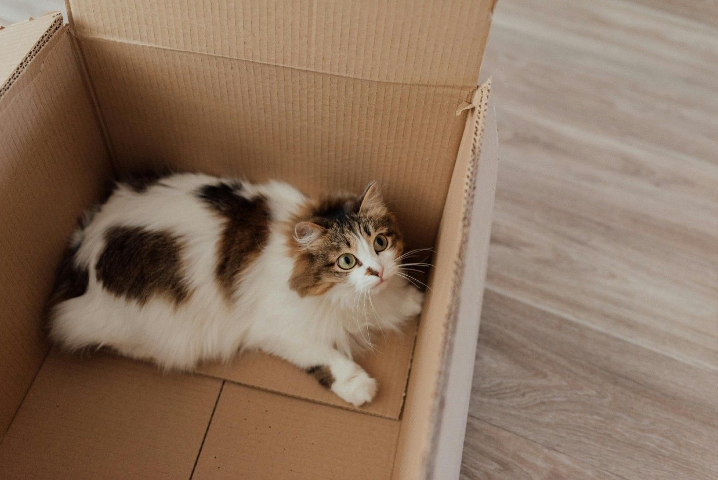 Los gatos adoran los espacios donde esconderse, entrar y salir. Aprovecha cajas que tengas en casa para crear Los gatos adoran los espacios donde esconderse, entrar y salir. Aprovecha cajas que tengas en casa para crear