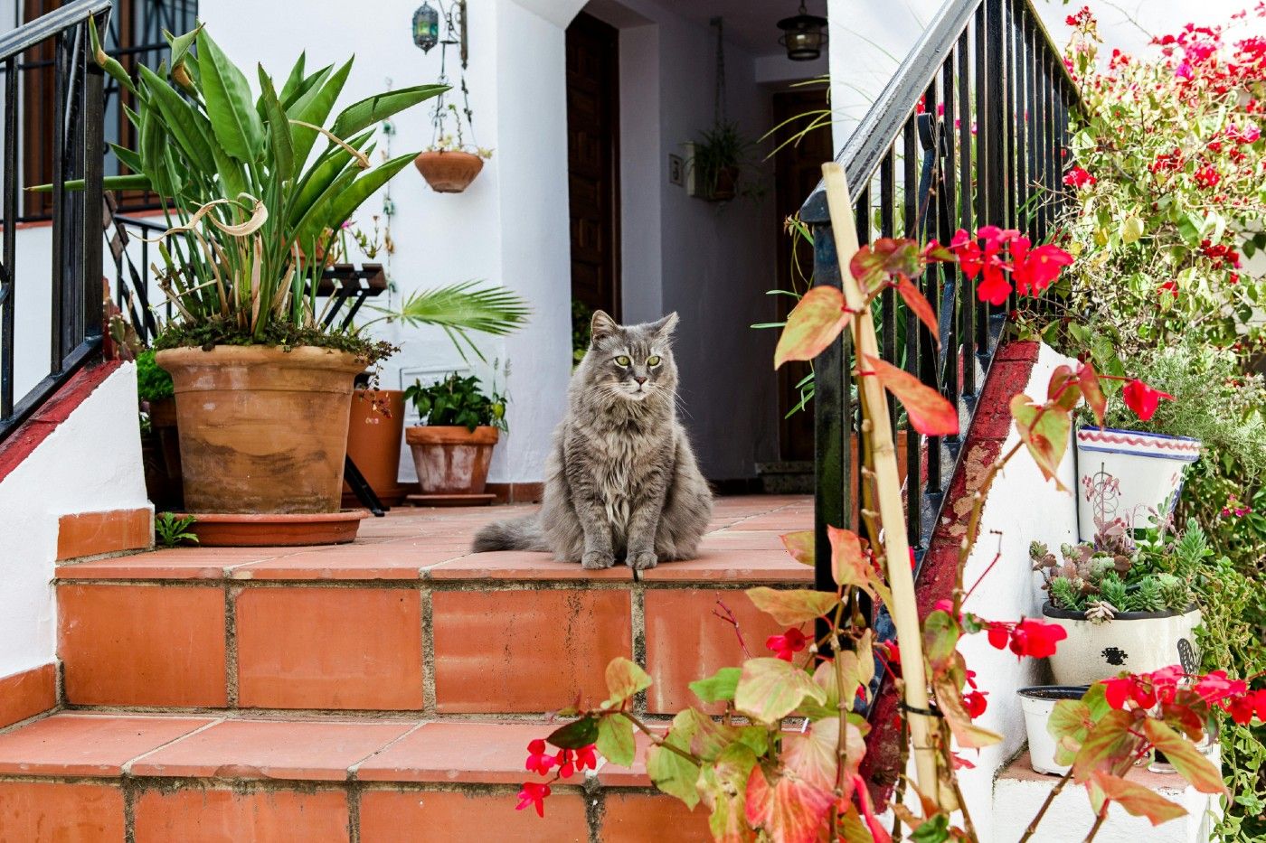 Aun siendo seguras, supervisa el consumo excesivo de hojas para evitar vómitos por irritación. Plantas no tóxicas para gatos