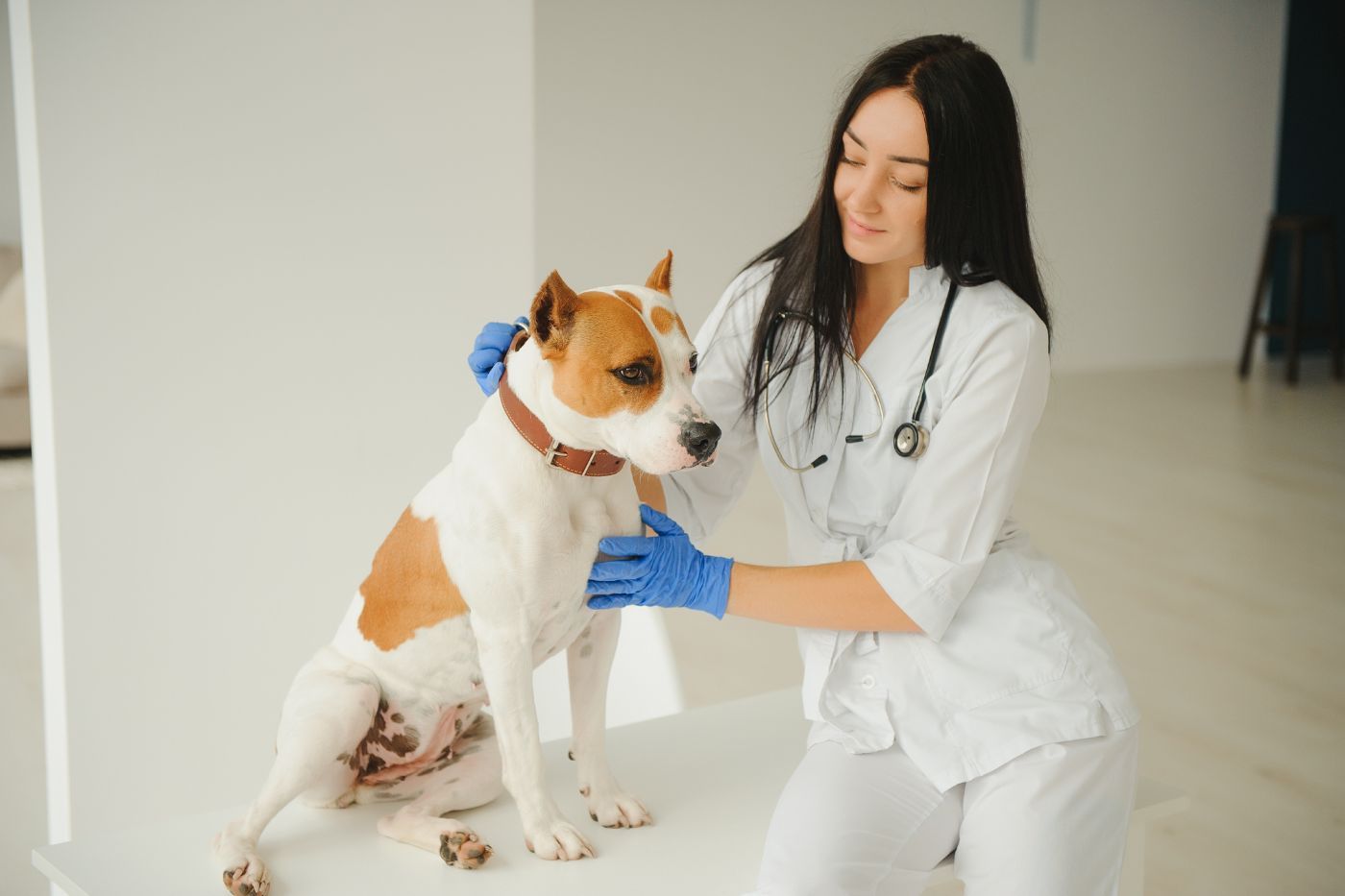 ¿Que debe cubrir un seguro de responsabilidad civil para perros?