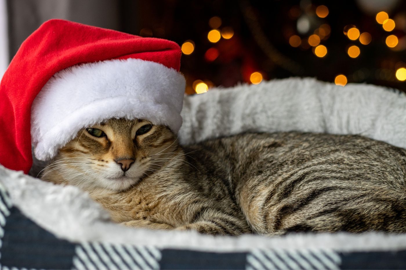 Gato con su cama, regalo en Navidad