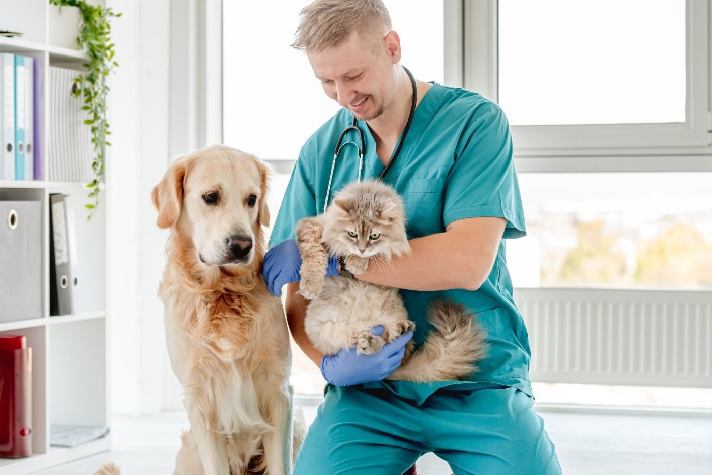 La importancia de comparar para elegir el mejor seguro veterinario