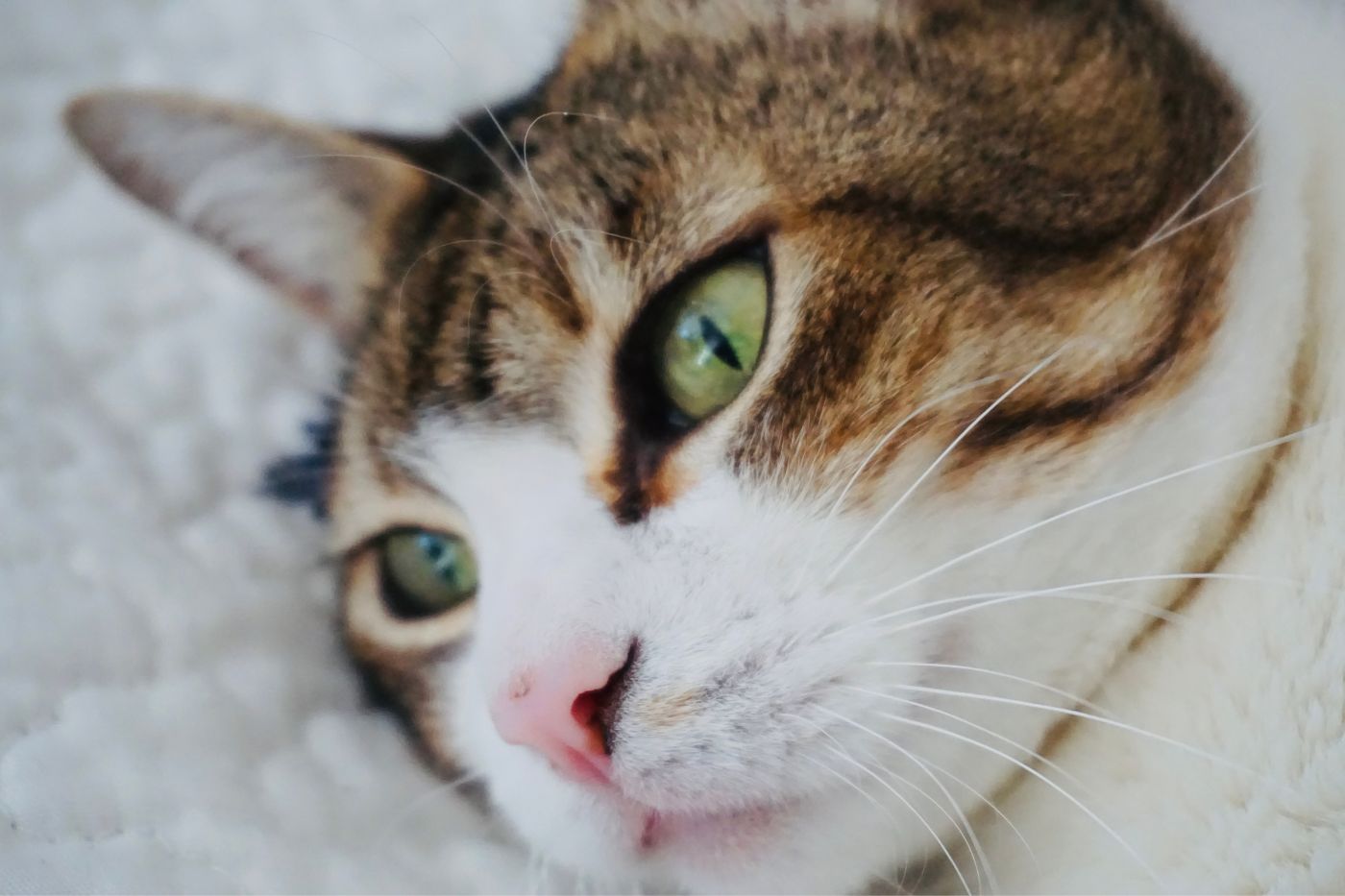 Los gatos mestizos son los que más esperanza de vida tienen