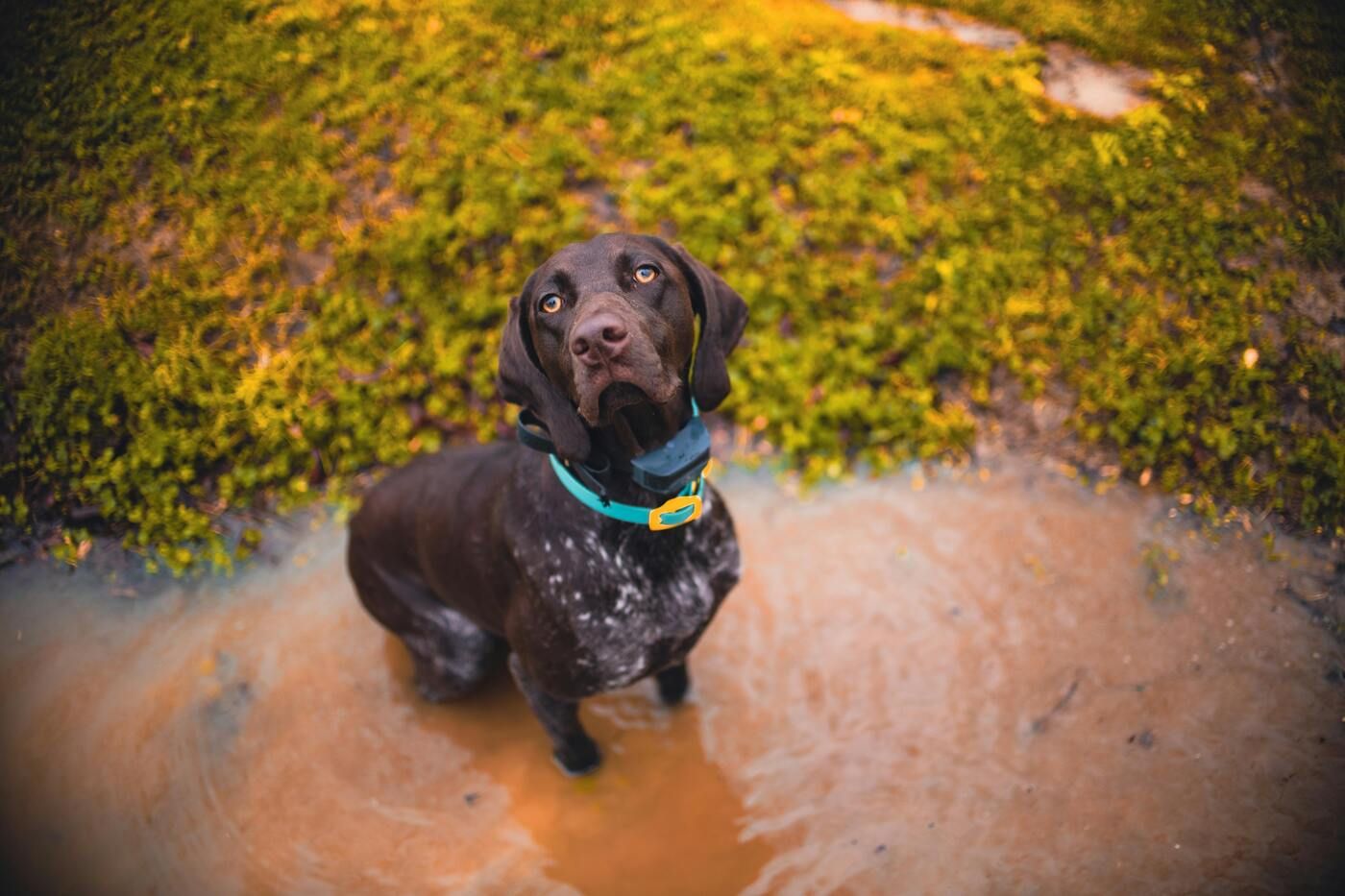 Perro jugando en un charco tras la lluvia, riesgo de leptospirosis