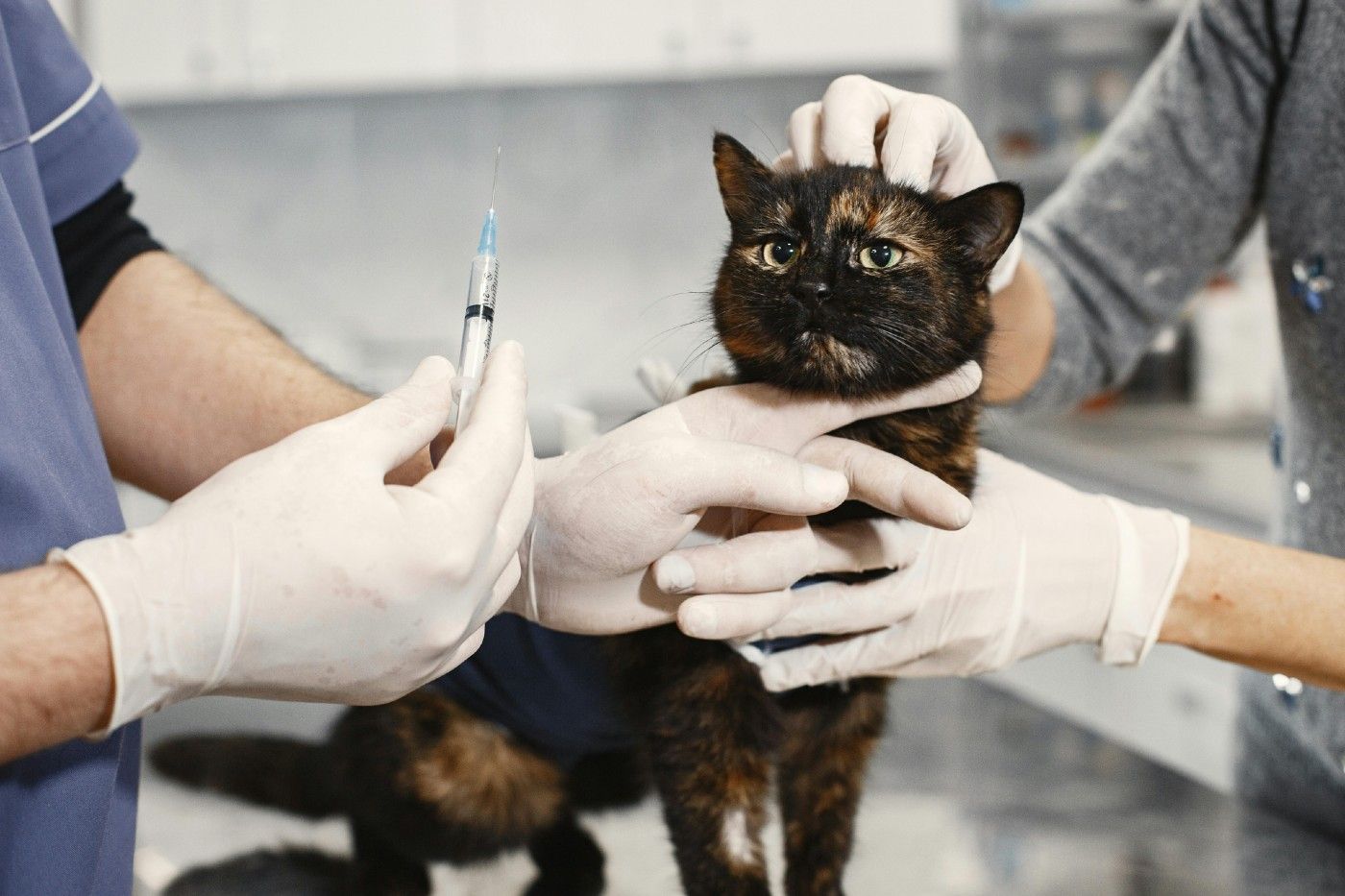 La ley también establece la esterilización obligatoria de los gatos antes de los seis meses de edad La ley también establece la esterilización obligatoria de los gatos antes de los seis meses de edad