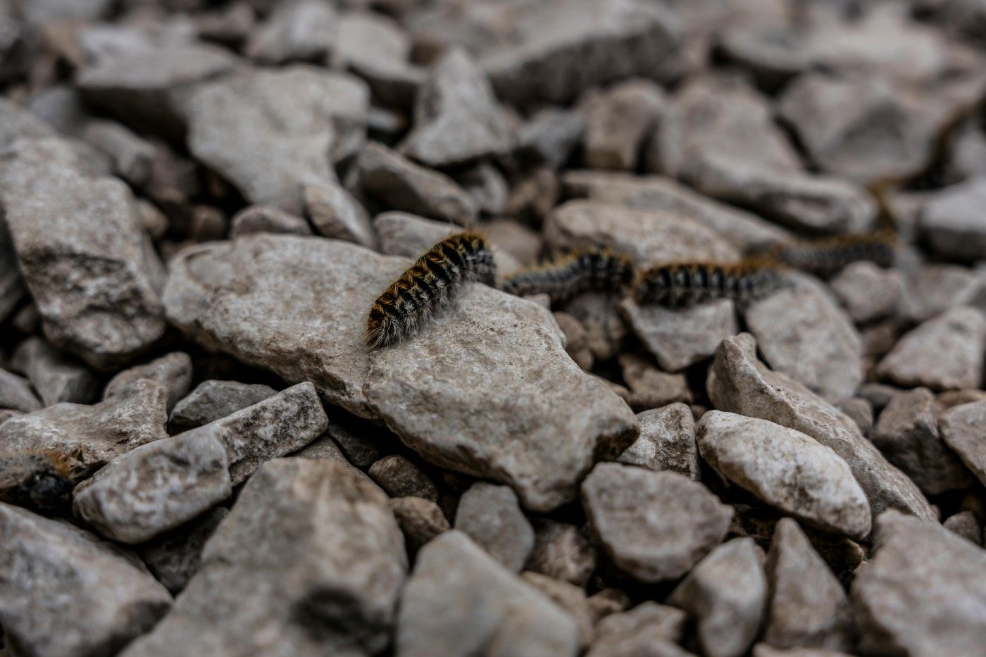Oruga procesionaria del pino en el suelo, peligro para procesionaria perros Oruga procesionaria del pino en el suelo, peligro para procesionaria perros