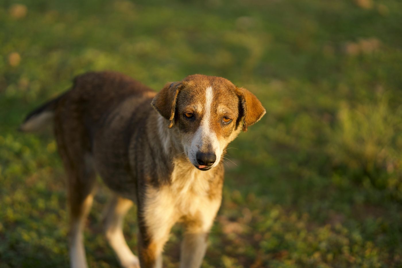 Seguro de responsabilidad civil es obligatorio para cualquier raza