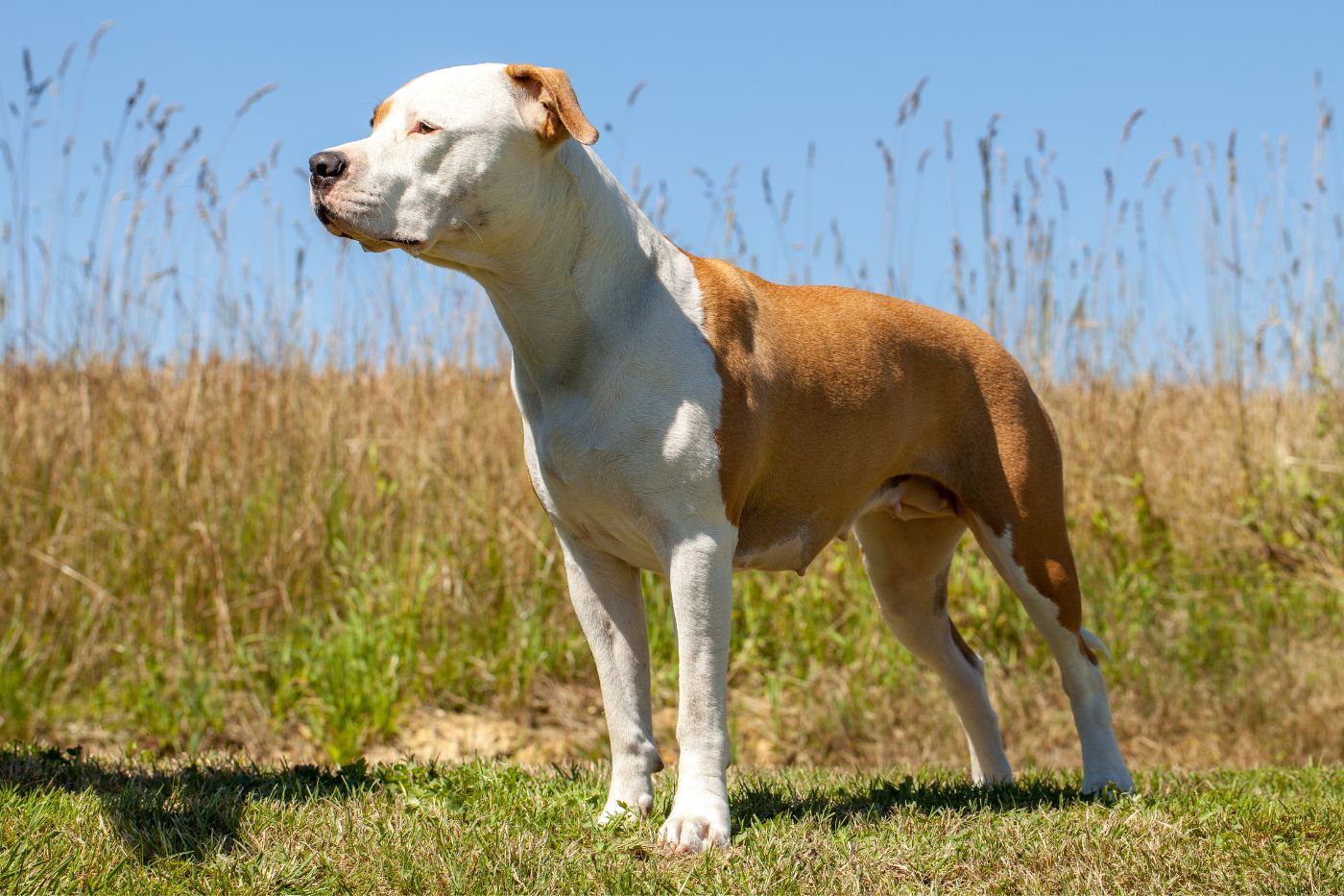 American Staffordshire Terrier de pie en el campo