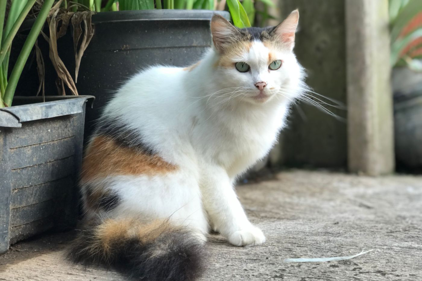 Gata tricolor observando al frente en un jardín