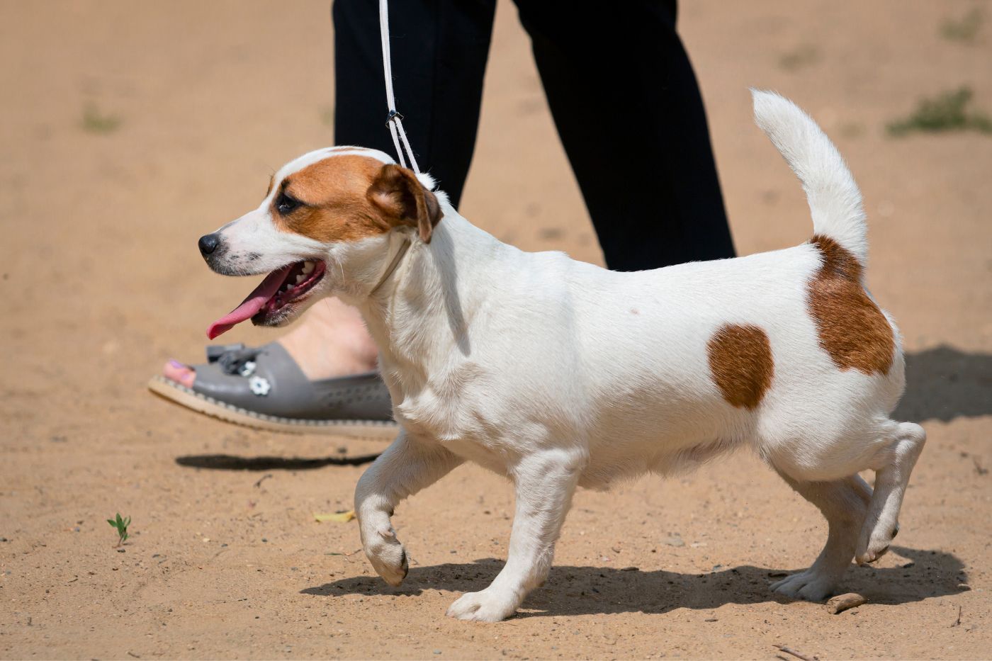 Jack Russell Terrier paseando