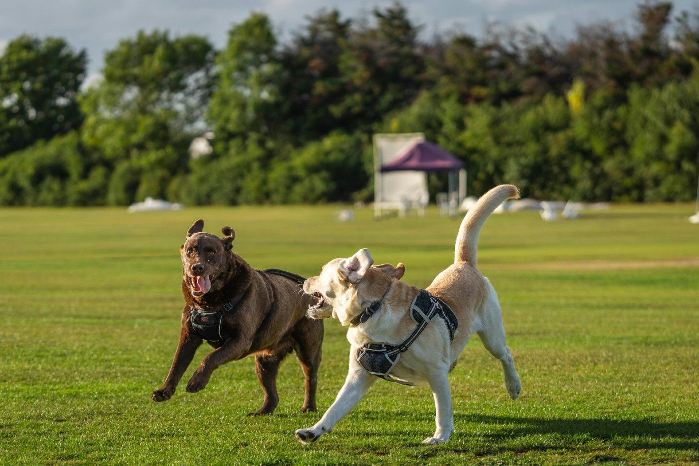 Los Labradores son perros activos que necesitan ejercicio físico y estimulación mental