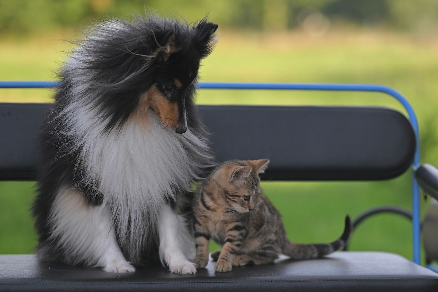 Perro y gato juntos antes de una revisión en clínica veterinaria