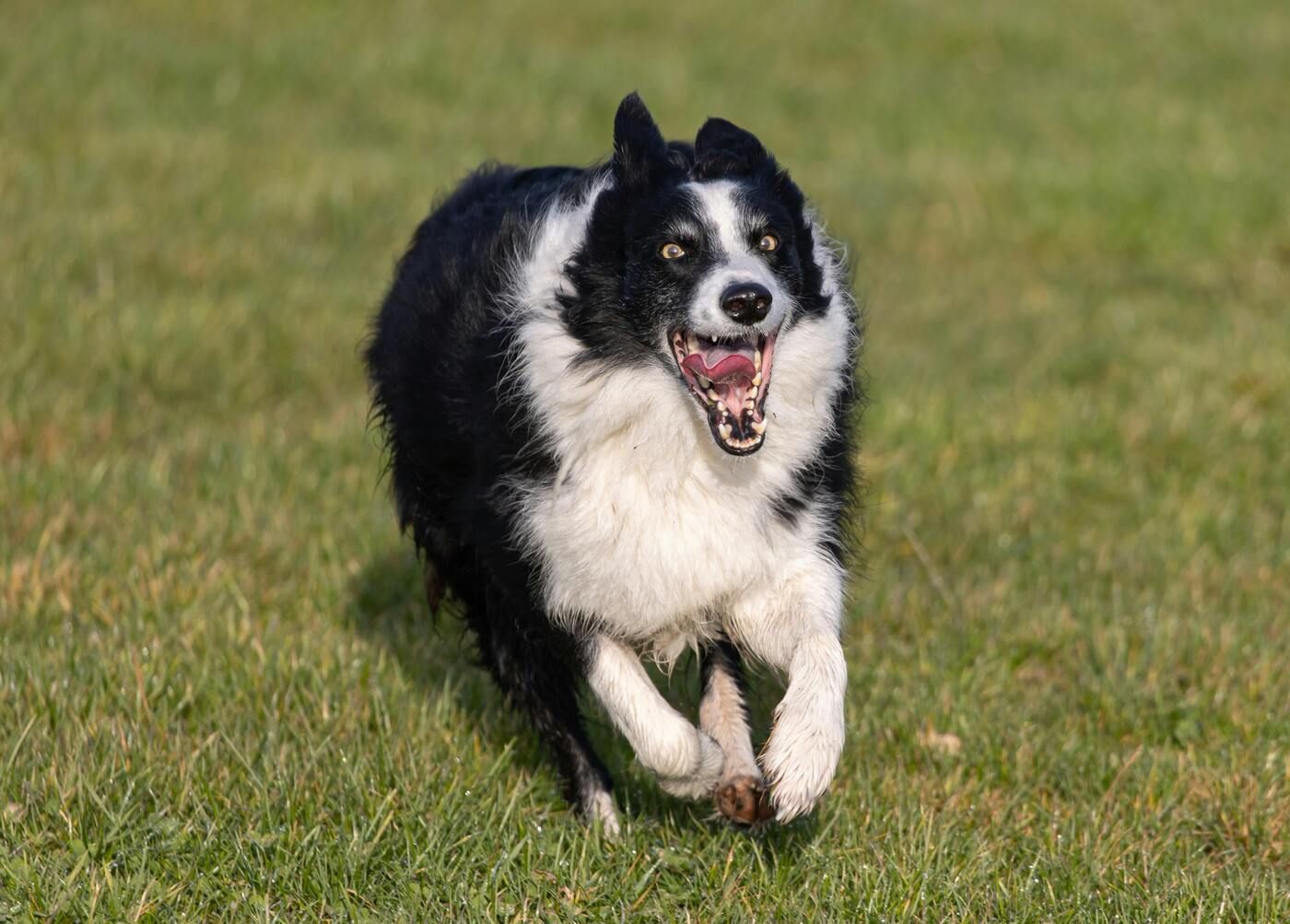 El mejor horario para pasear a un Border Collie en verano es antes de las 9h y después de las 20h El mejor horario para pasear a un Border Collie en verano es antes de las 9h y después de las 20h