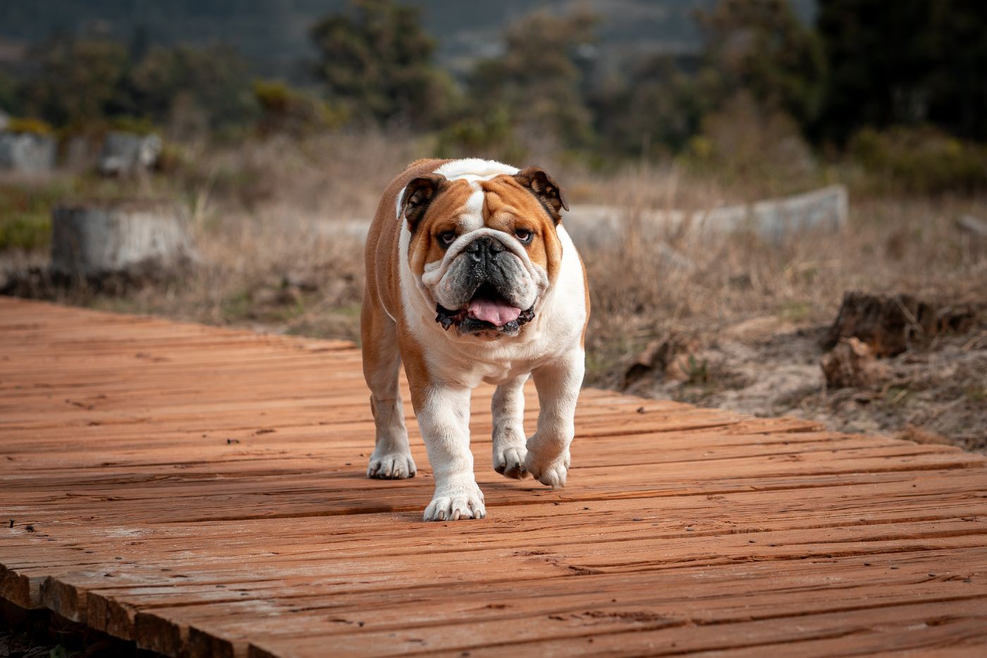 Bulldog inglés paseando