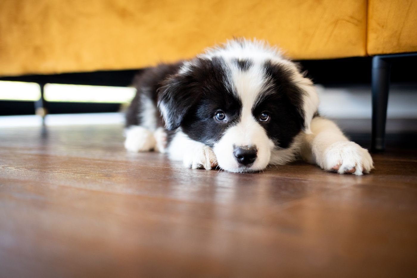 Cachorro sano en casa a la espera de cumplir con toda la vacunación obligatoria Cachorro sano en periodo de vacunación