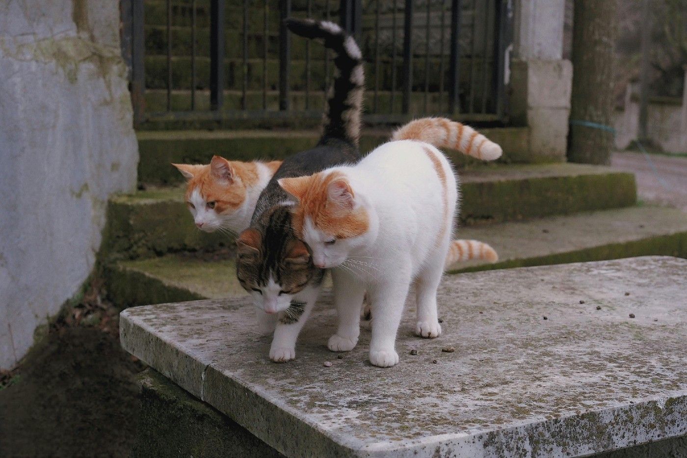 Cuando hay varios gatos el racionamiento permite individualizar la dieta