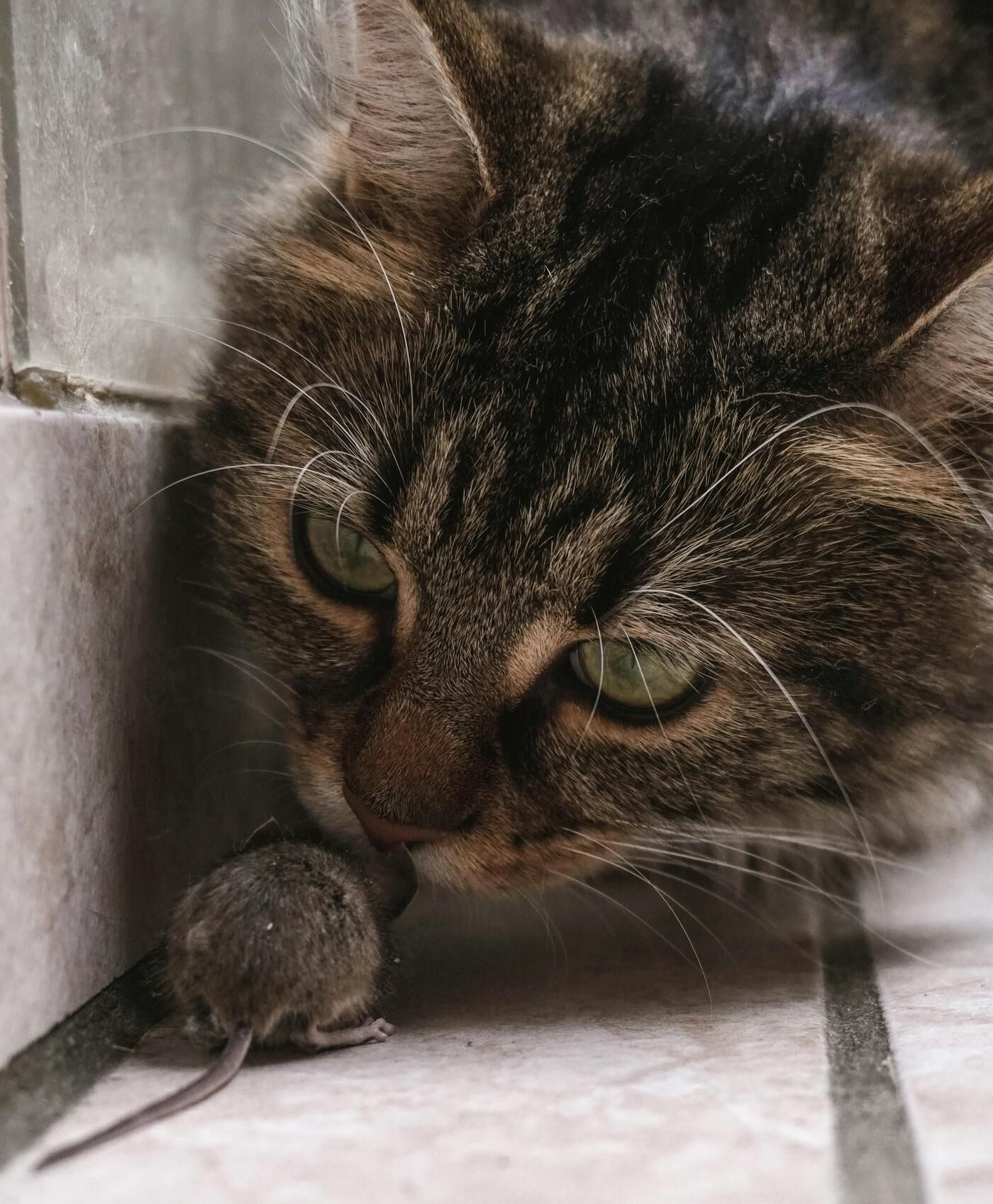 Los gatos presentan un mayor riesgo de exposición al hantavirus debido a su comportamiento cazador Los gatos presentan un mayor riesgo de exposición al hantavirus debido a su comportamiento cazador