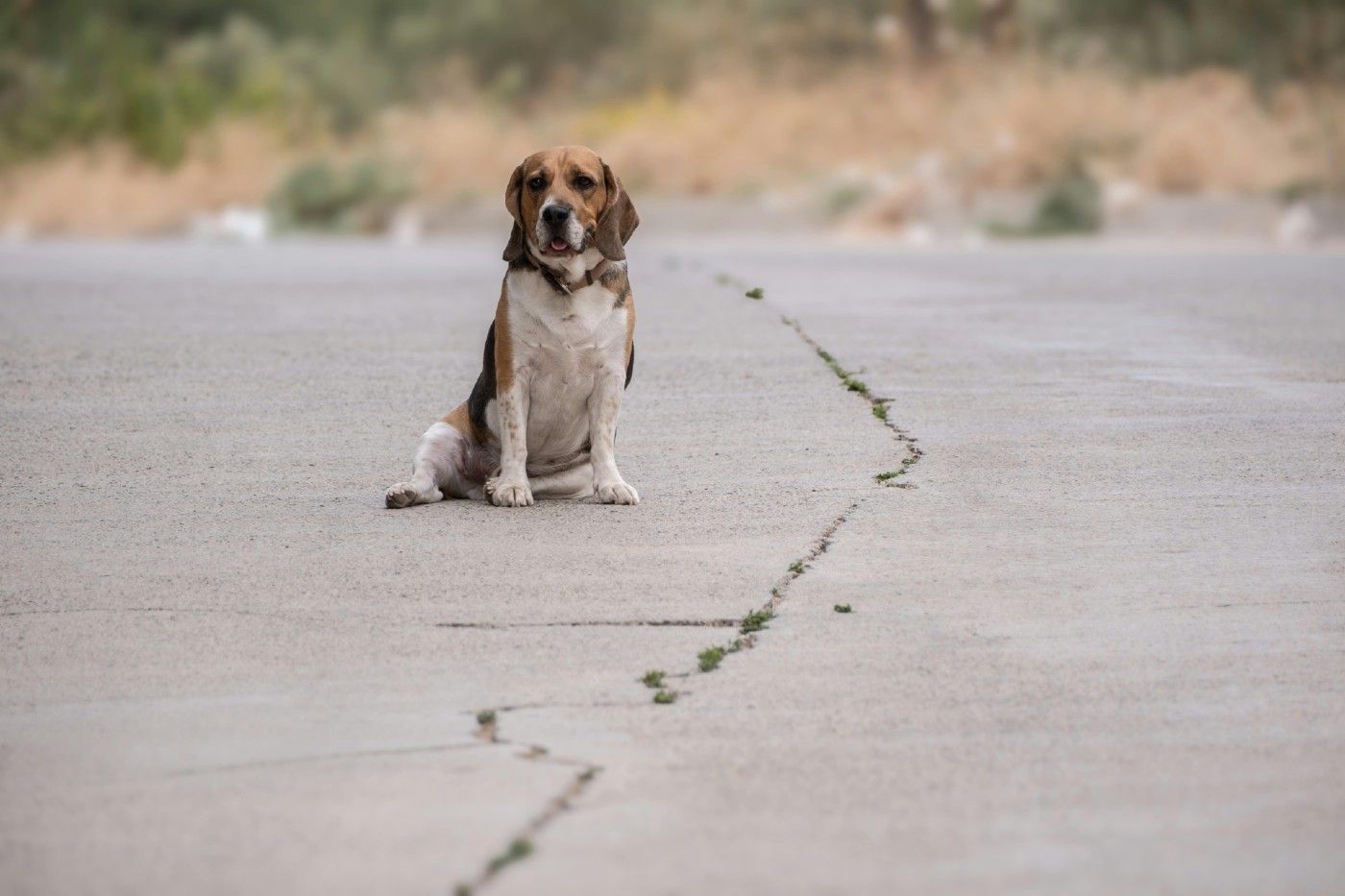 Uno de los pilares de la protección animal en España es la lucha contra el abandono