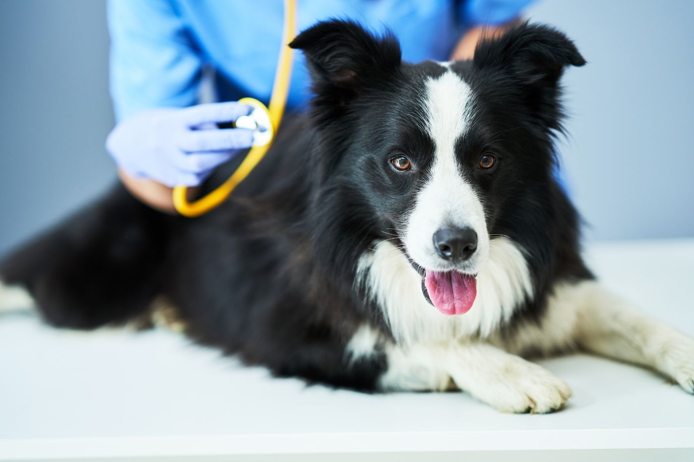 Perro sano en consulta preventiva cubierto por cobertura de seguro para perros de Musky Perro sano en consulta preventiva