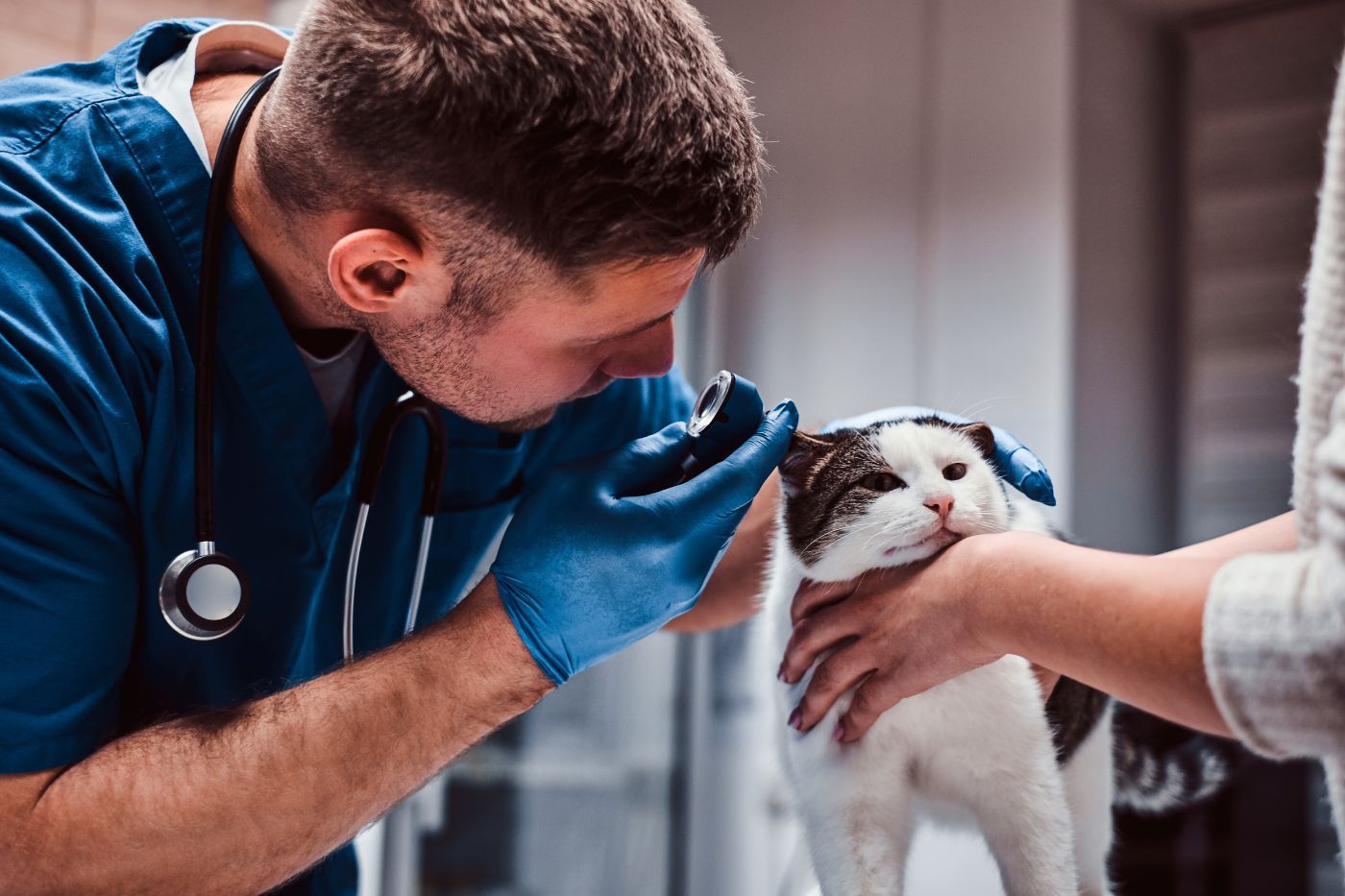 Gato en veterinario