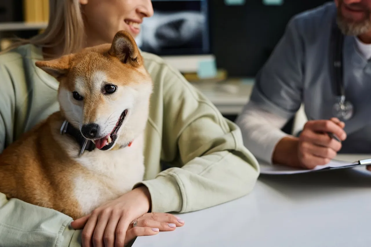 ¿Cuánto cuesta un seguro para perros? | Guía de Precios 2026