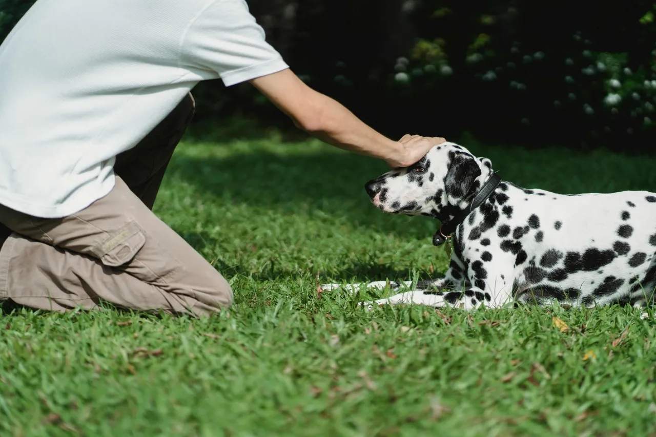 ¿Debes saludar a tu perro al volver a casa? Lo que explica un etólogo canino sobre la ansiedad por la separación