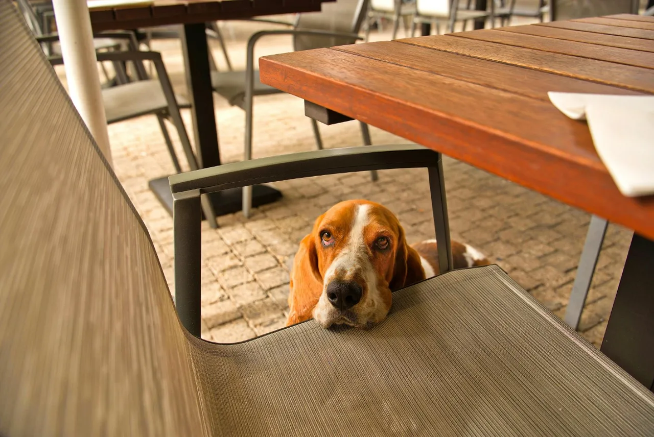¿Pueden entrar perros en restaurantes? Qué dice la Ley de Bienestar Animal en España
