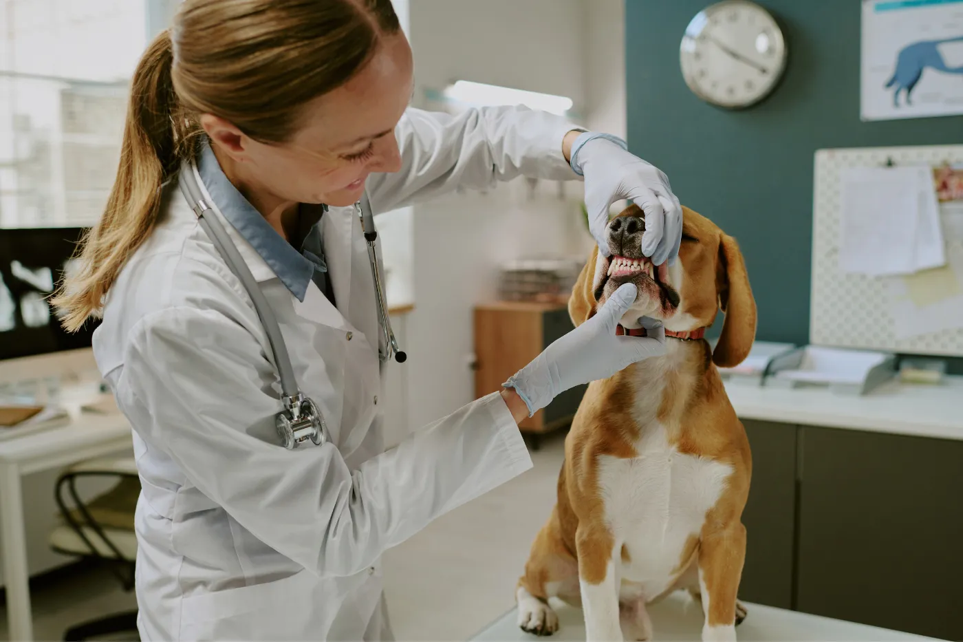 Veterinarios Barcelona: Mejores clínicas 2025 | Musky