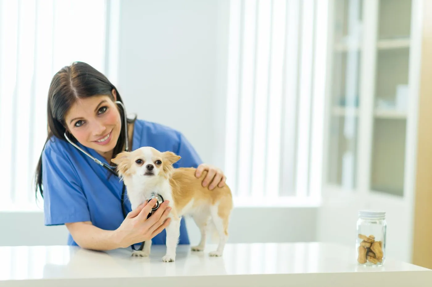 Veterinarios Valencia: Mejores clínicas 2026 | Musky