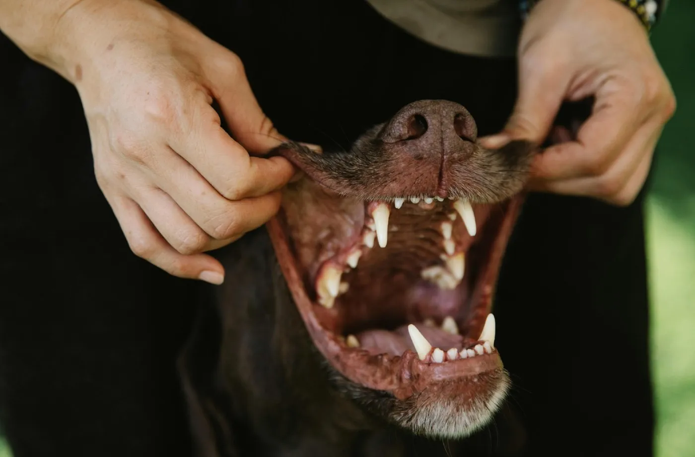 Salud dental en perros: prevención, higiene y alimentación para una sonrisa sana | Musky