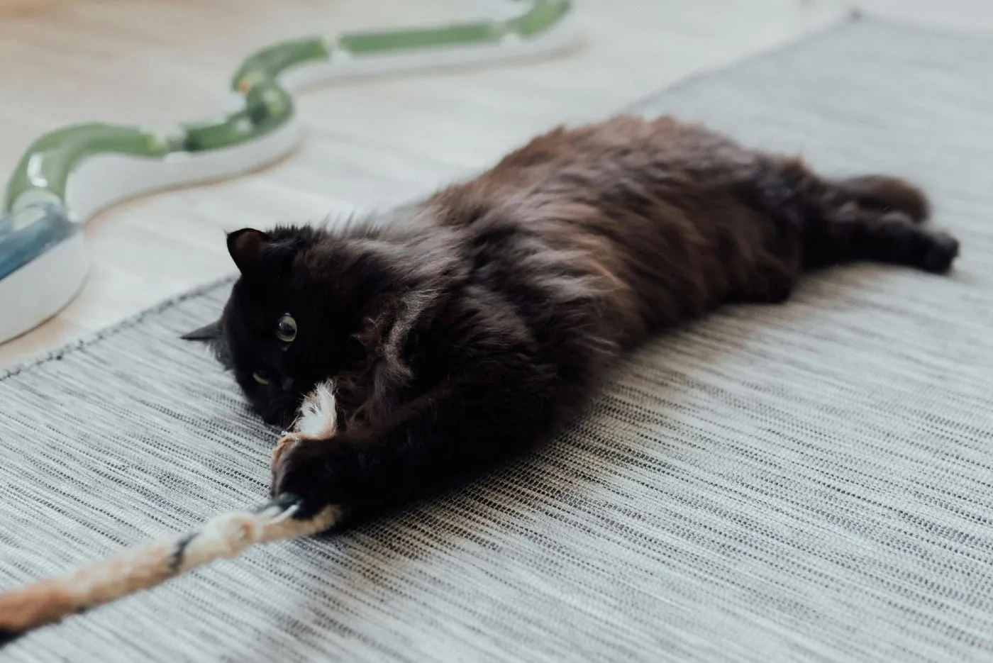 Juegos para gatos caseros y bienestar mental | Musky