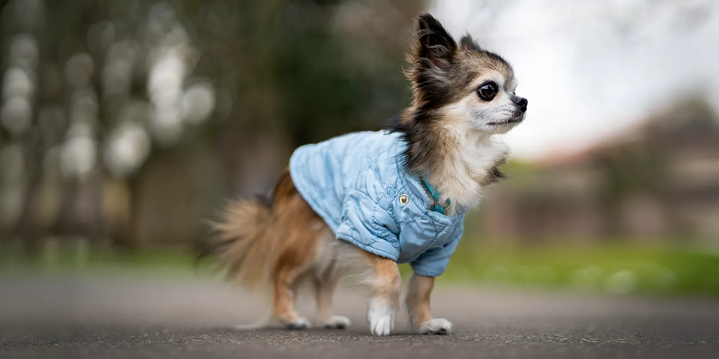 ¿Tu perro odia la lluvia? Trucos para paseos felices en días grises | Musky