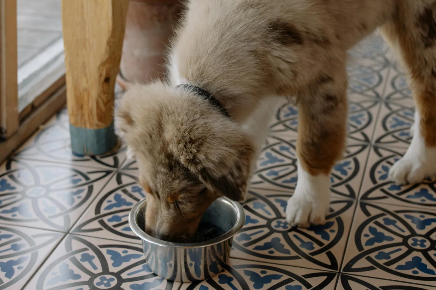 Perro con sobrepeso: cómo prevenir enfermedades y cuidar su metabolismo | Musky