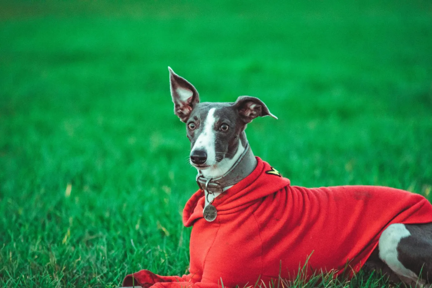Perros y frío: cómo proteger a tu mascota cuando bajan mucho las temperaturas | Musky