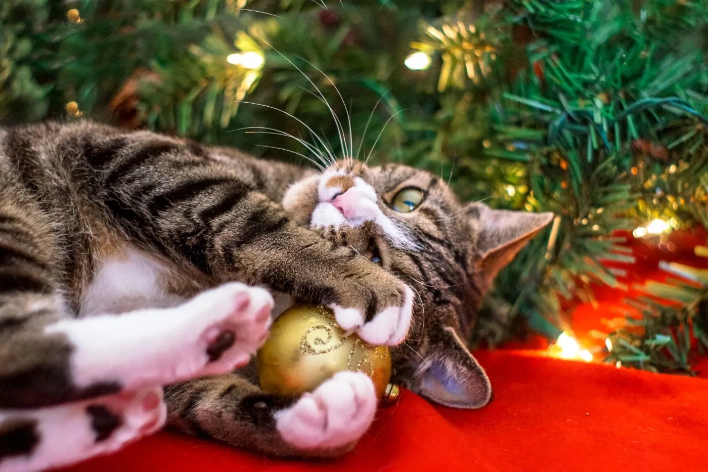 Regalo para gatos | Ideas originales para amantes de los gatos