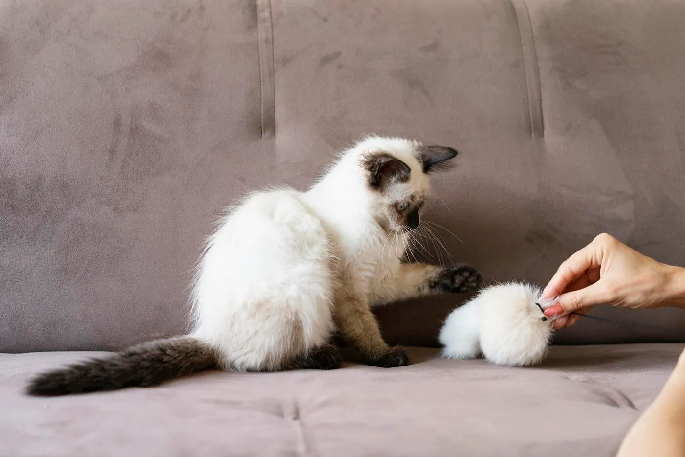 Láser para gatos: por qué no es un juguete seguro