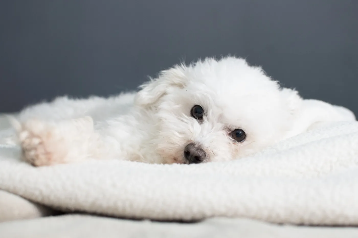 Primeros tres meses del cachorro: guía para su bienestar físico y emocional