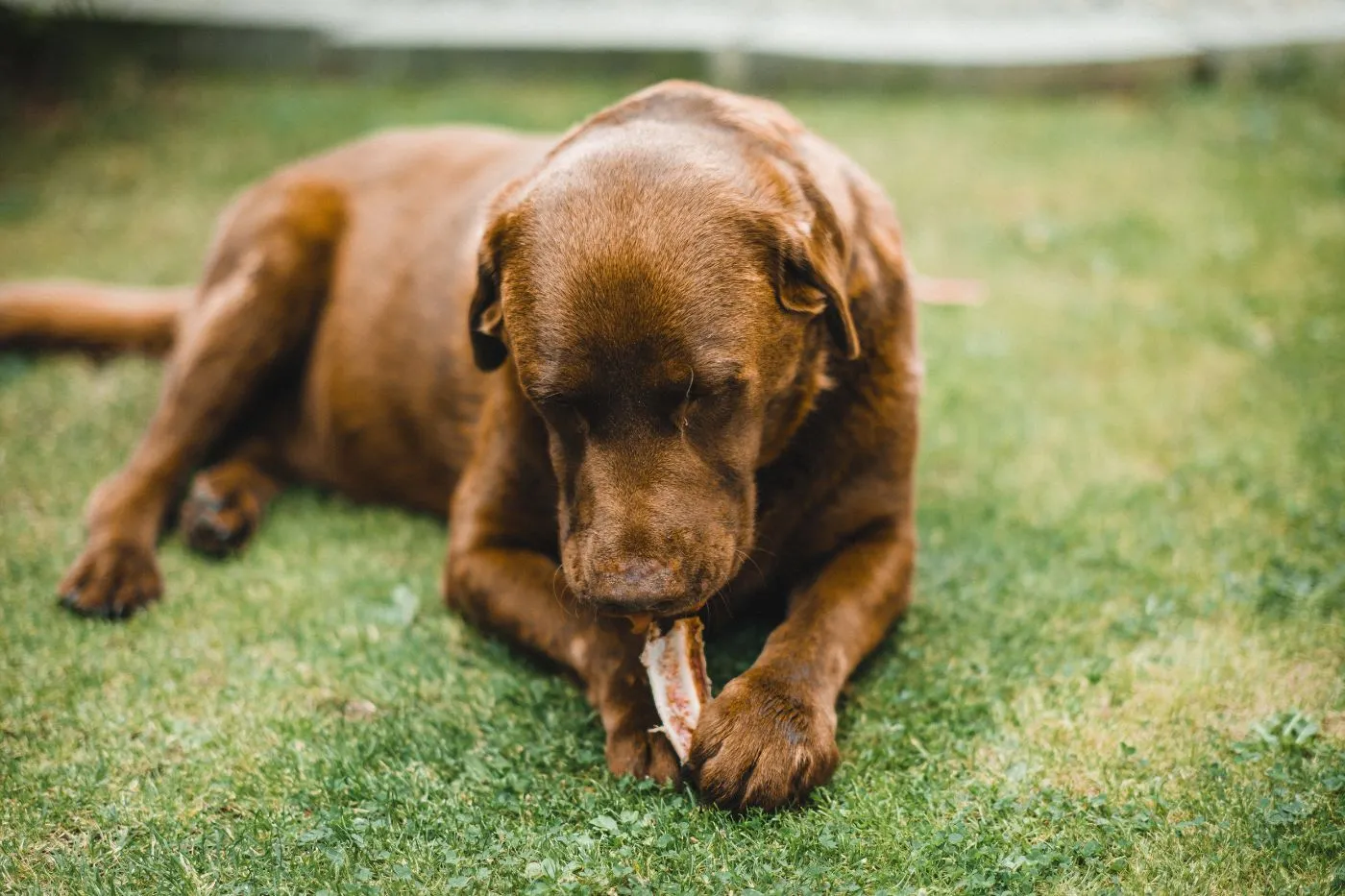 Dieta BARF para perros: qué es y si es peligrosa | Musky